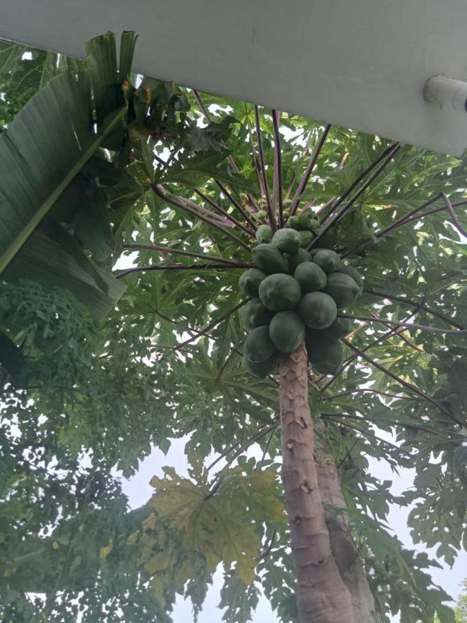 Villa Rosa East Bali Karangasem Dış mekan fotoğraf